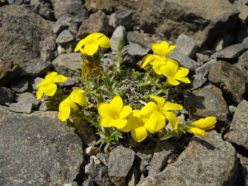 Linum cariense photo